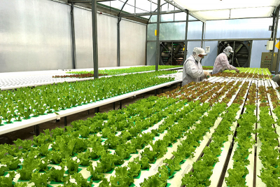 Thúc đẩy nông nghiệp Việt Nam phát triển bền vững trong thời đại 4.0