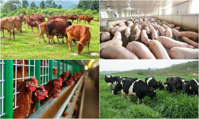 EVFTA: Hướng đi nào cho ngành chăn nuôi?