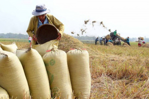 Việt Nam có thể vượt Thái Lan về xuất khẩu gạo