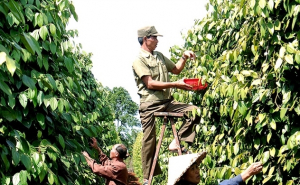 Việt Nam sẽ là trung tâm nông nghiệp châu Á?